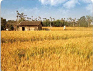 大雅區的小麥生產